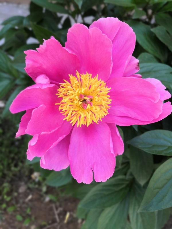 粉色的芍药花朵