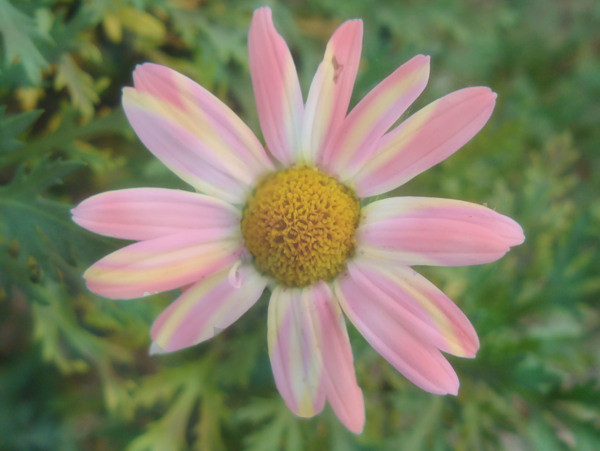 位圖寫實(shí)花卉植物花朵菊花免費(fèi)素材