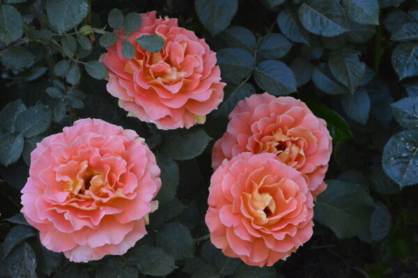 月季花