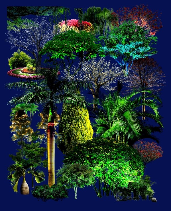 夜間植物圖片