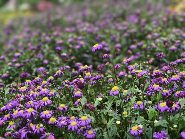 花小菊花紫色的花