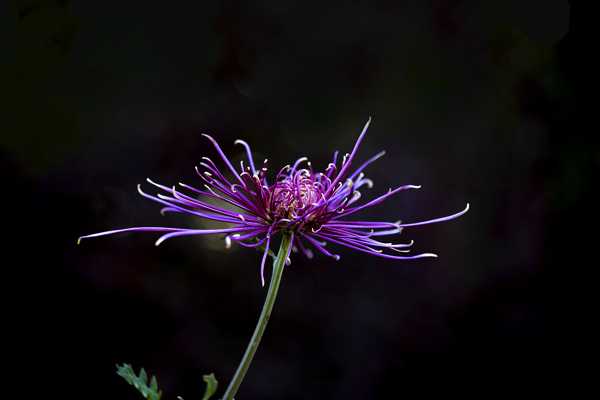 秋菊