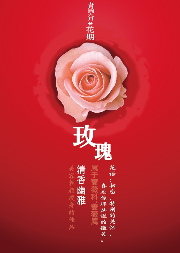 玫瑰