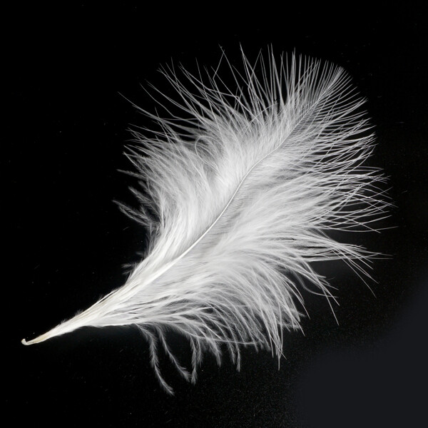 一根白色的羽毛图片