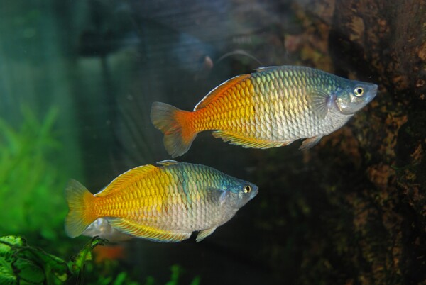 小魚特寫圖片
