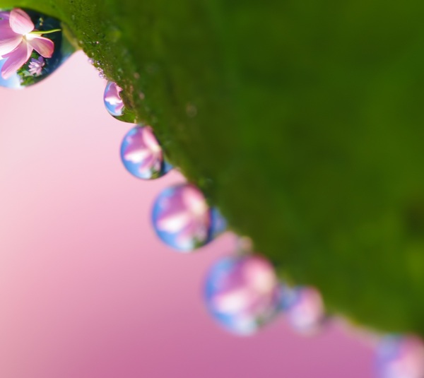 植物水滴圖片