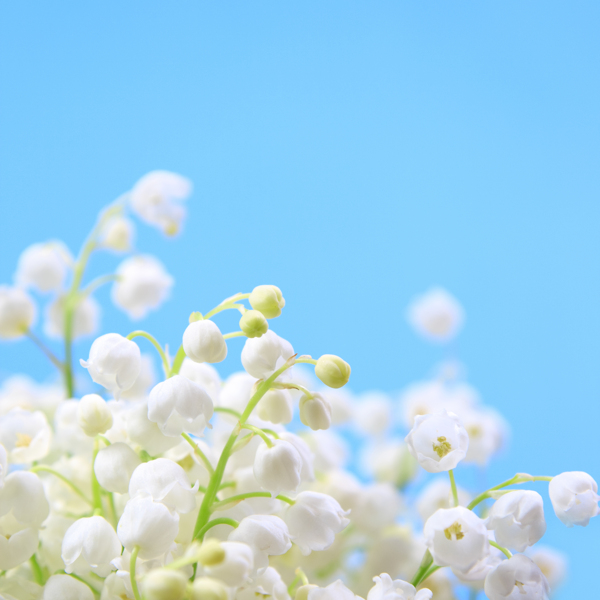 雪花莲花朵摄影图片