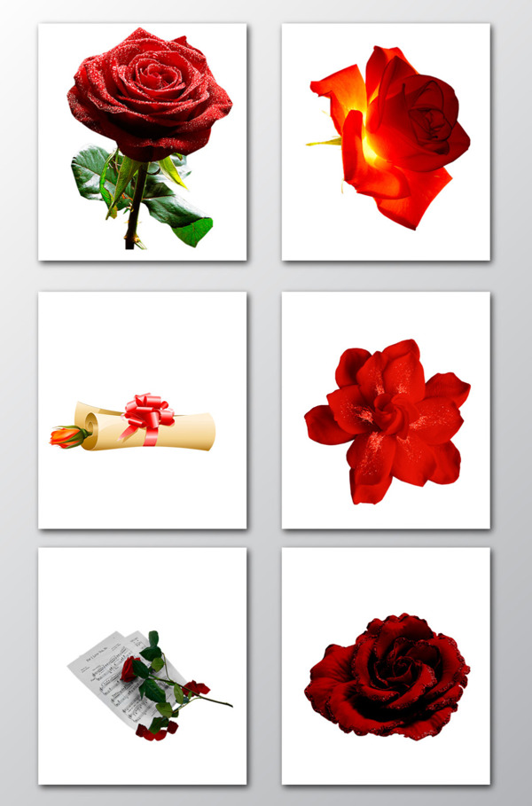 真实玫瑰花朵海报婚礼装饰PNG素材