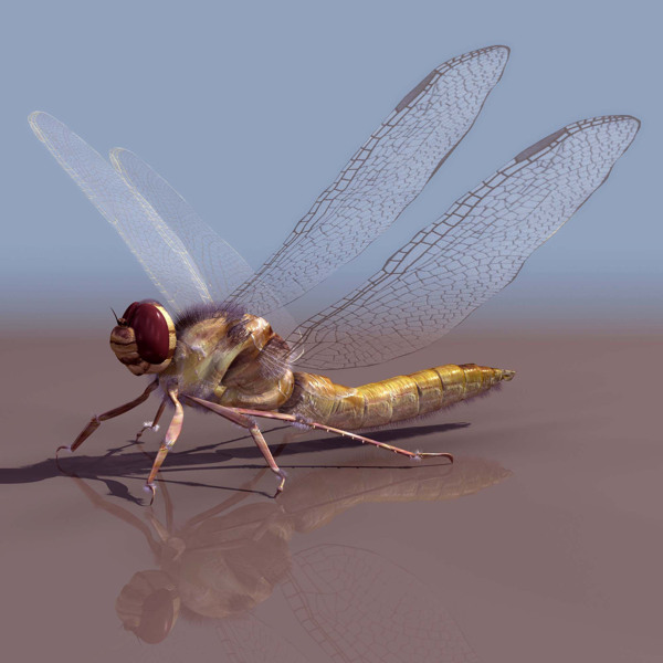 蜻蜓動物3D模型素材
