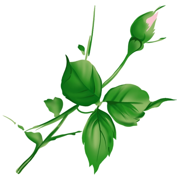 花蕾的PSD素材