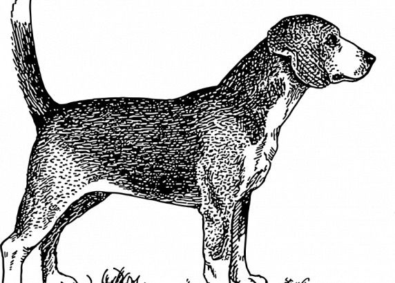 Beagle犬矢量插畫(huà)