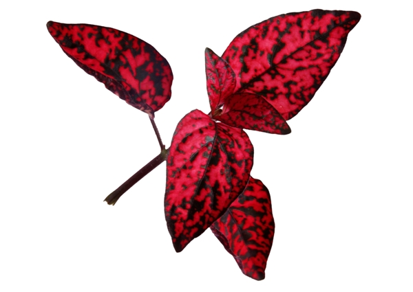 一组红色植物叶片素材