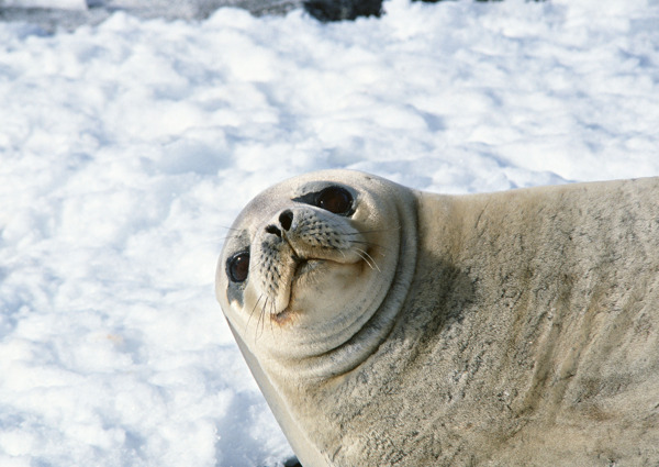 雪地上的海狮