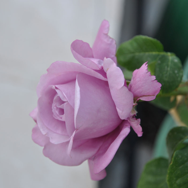 位圖植物攝影寫實(shí)花卉花朵數(shù)碼照片免費(fèi)素材
