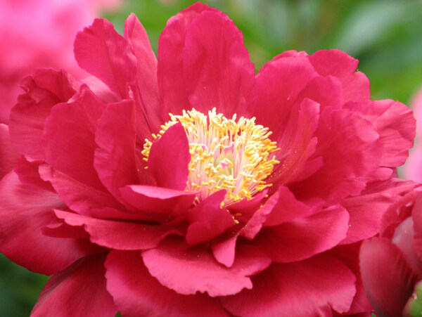 位圖植物攝影寫(xiě)實(shí)花卉花朵數(shù)碼照片免費(fèi)素材