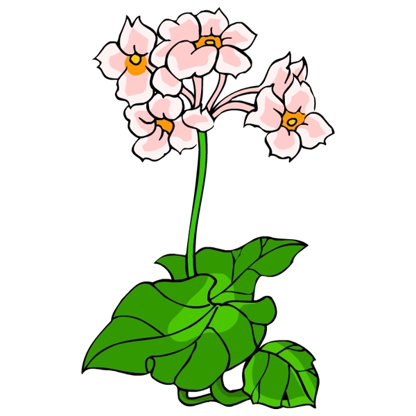 花卉古典插畫