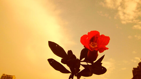 石榴花圖片
