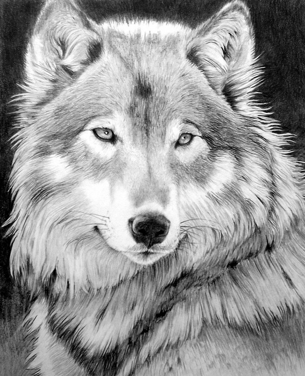 狼動(dòng)物插圖22