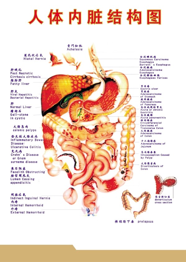 中醫(yī)人體內(nèi)臟結(jié)構(gòu)反射圖圖片