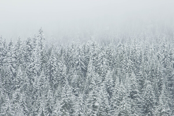 冬天下雪高清背景
