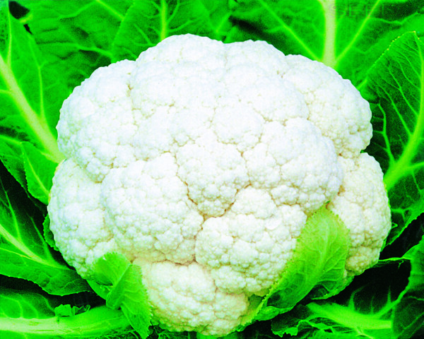 花菜圖片