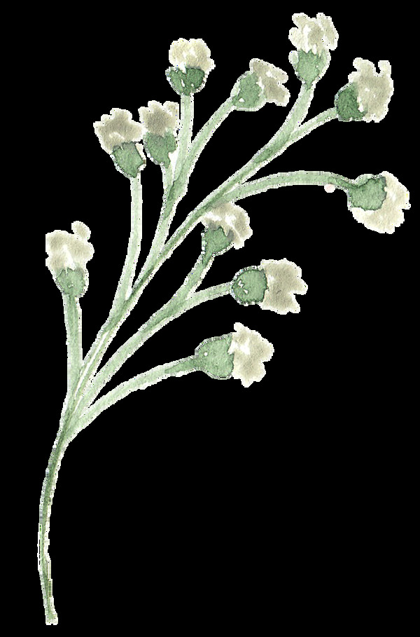 淡白小花卡通透明素材