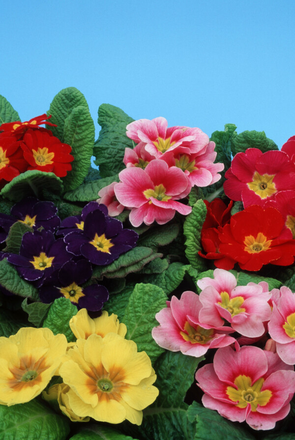 各种色彩的花卉摄影图片