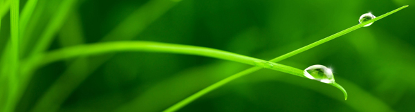 唯美植物banner背景