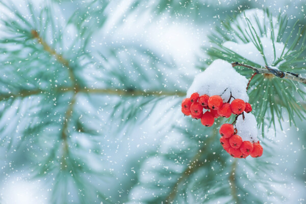 大雪中的果實