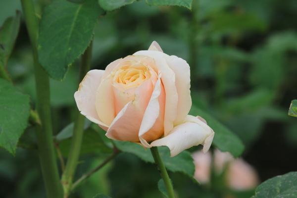 月季花