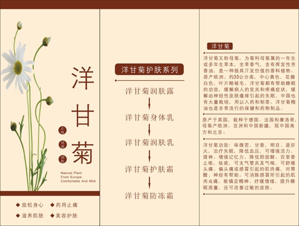 洋甘菊三折頁