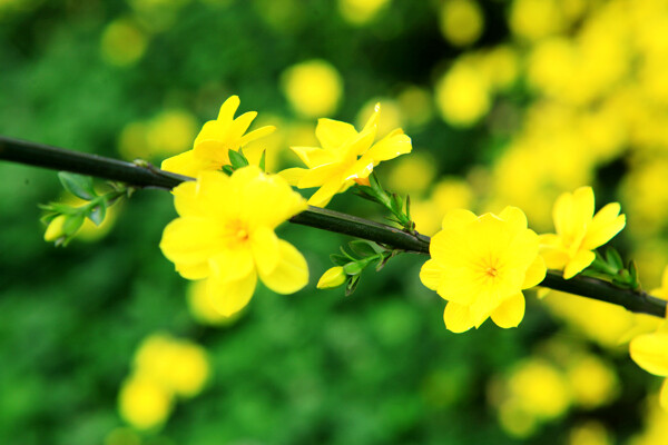 迎春花圖片