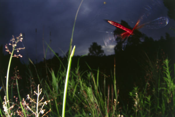 在空中飞的红蜻蜓图片