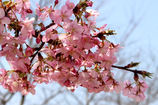 櫻花