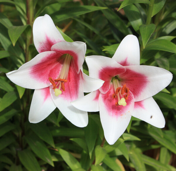 位圖植物攝影寫(xiě)實(shí)花卉花朵百合免費(fèi)素材