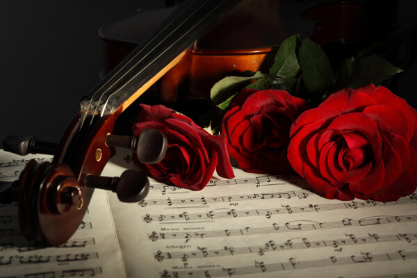 玫瑰花和小提琴图片