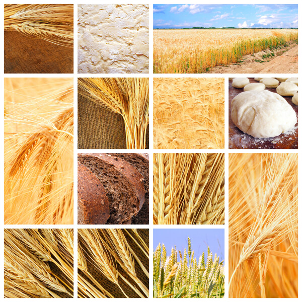 麦子丰收图片集图片