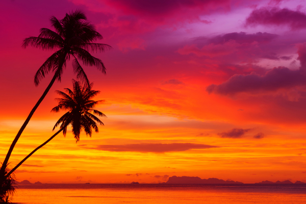 夏日彩霞照耀下的椰树图片