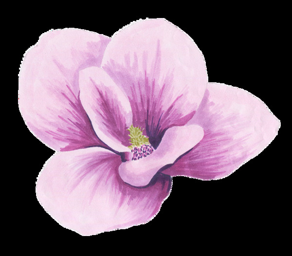 一朵紫色美丽花朵图片素材