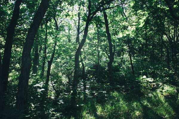 森林雨林树木林子