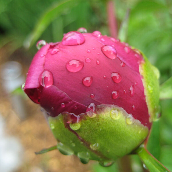 位圖植物攝影寫(xiě)實(shí)花卉花朵玫瑰免費(fèi)素材