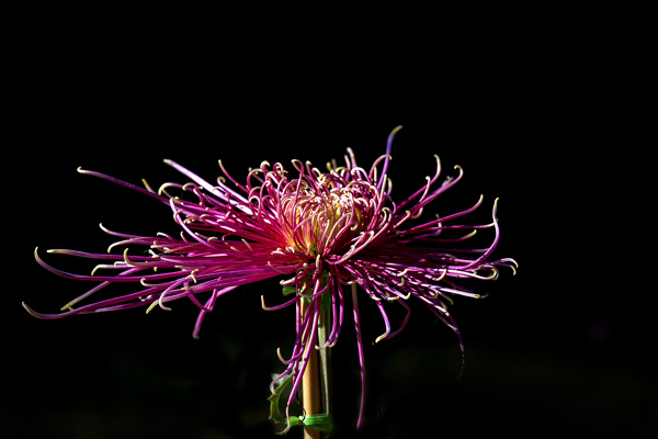 秋菊