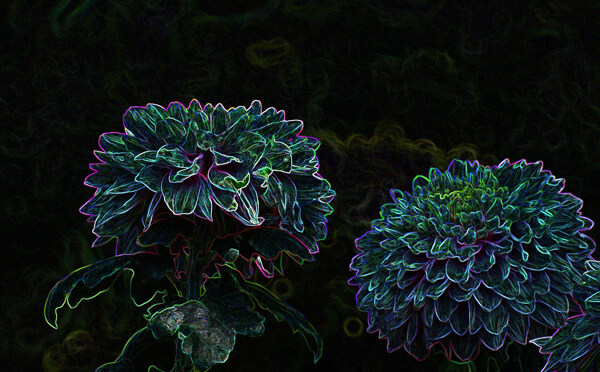 北京植物園菊花
