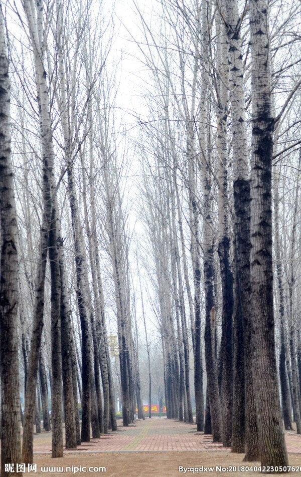 杨树林里的小路