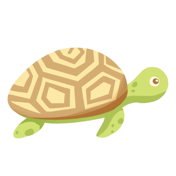 海洋乌龟海龟