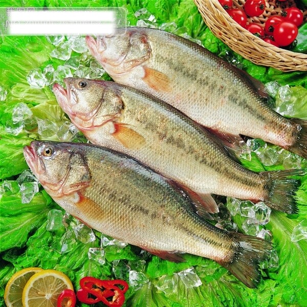 鱸魚