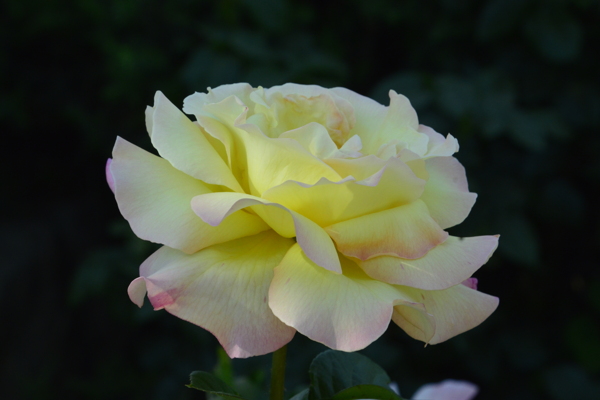月季花