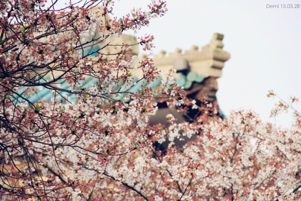 櫻花圖片