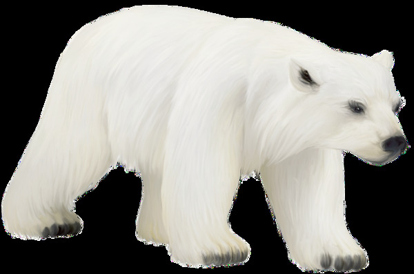 白色毛发动物北极熊