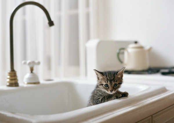 厨房水槽里的小猫